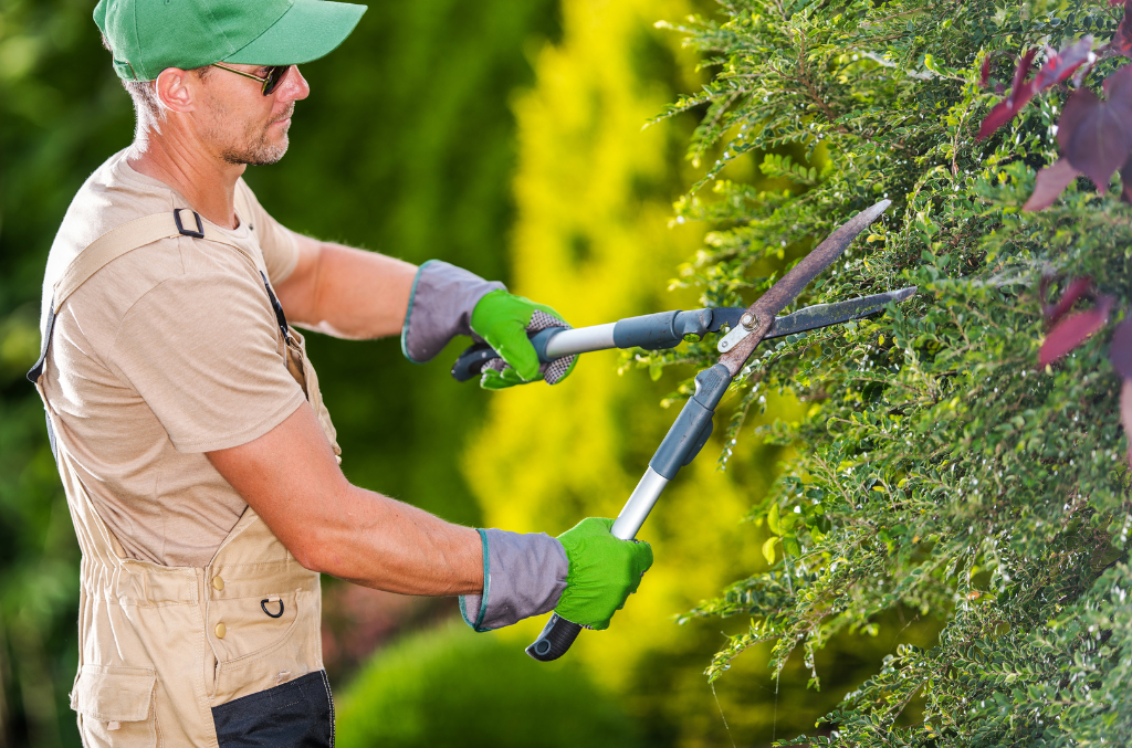a gardener trimming hedges