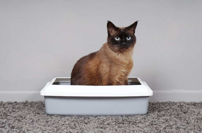 A Comprehensive Guide to Litter Trays: Selection, Usage, and Maintenance
